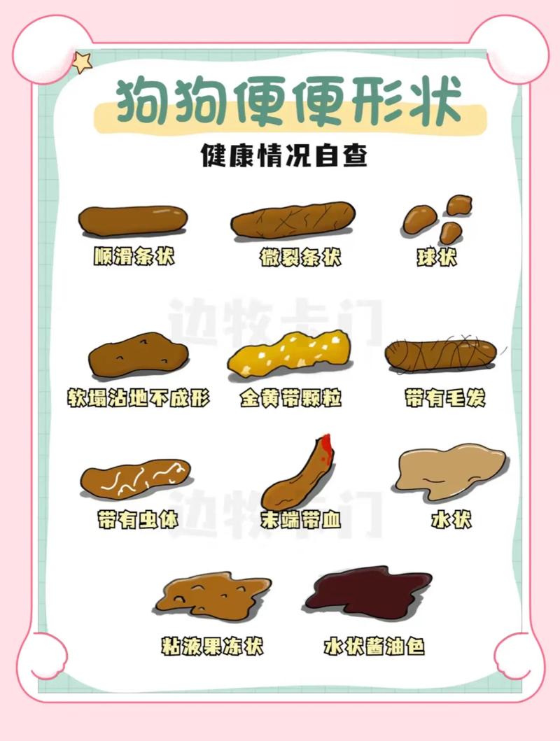 狗狗大便白色怎么回事，狗狗大便偏白色是什么情况
