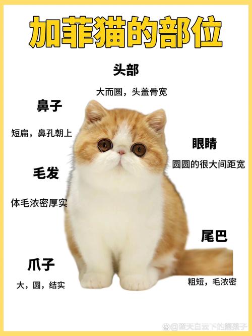 黑色异国短毛猫/黑色外国猫-第1张图片 黑色异国短毛猫/黑色外国猫-第1张图片