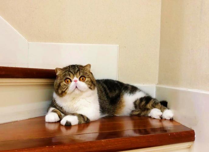 黑色异国短毛猫/黑色外国猫-第3张图片 黑色异国短毛猫/黑色外国猫-第3张图片