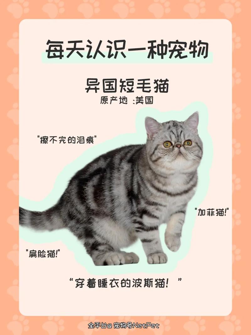 黑色异国短毛猫/黑色外国猫-第5张图片 黑色异国短毛猫/黑色外国猫-第5张图片