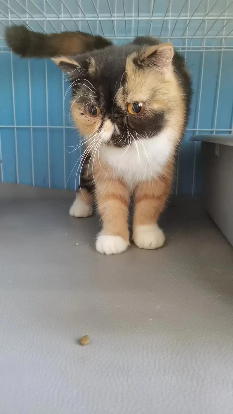 黑色异国短毛猫/黑色外国猫-第7张图片 黑色异国短毛猫/黑色外国猫-第7张图片