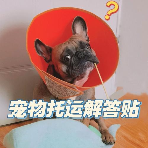 狗狗可以发物流吗-狗狗可以发货吗-第3张图片 狗狗可以发物流吗-狗狗可以发货吗-第3张图片