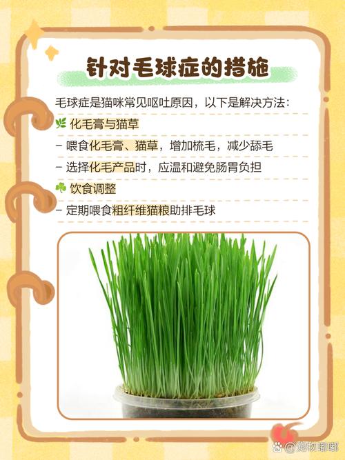 作为消费者“猫咪呕吐怎么治疗”你不能不知道-第6张图片 作为消费者“猫咪呕吐怎么治疗”你不能不知道-第6张图片