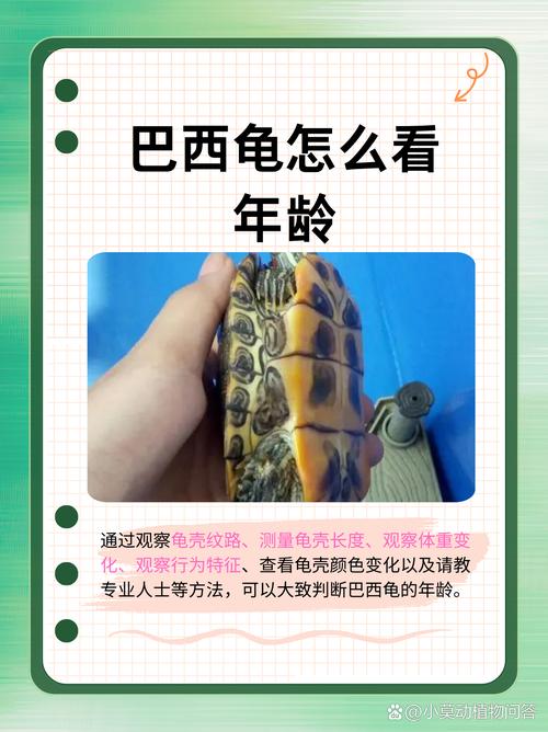 作为消费者“巴西龟寿命最长可达多少年”你不能不知道-第2张图片 作为消费者“巴西龟寿命最长可达多少年”你不能不知道-第2张图片