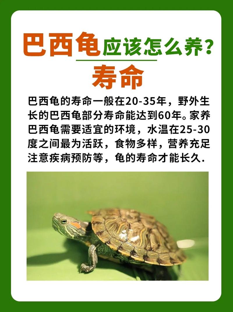 作为消费者“巴西龟寿命最长可达多少年”你不能不知道-第5张图片 作为消费者“巴西龟寿命最长可达多少年”你不能不知道-第5张图片