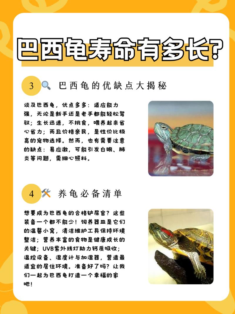 作为消费者“巴西龟寿命最长可达多少年”你不能不知道-第6张图片 作为消费者“巴西龟寿命最长可达多少年”你不能不知道-第6张图片