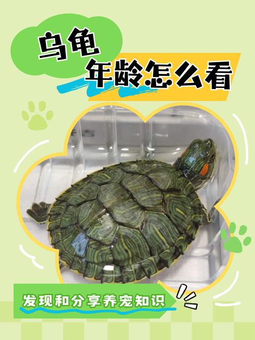 作为消费者“巴西龟寿命最长可达多少年”你不能不知道-第9张图片 作为消费者“巴西龟寿命最长可达多少年”你不能不知道-第9张图片