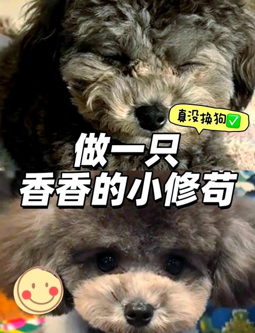 可以用洗衣粉给狗狗洗澡吗/能不能用洗衣粉给狗狗洗澡-第7张图片 可以用洗衣粉给狗狗洗澡吗/能不能用洗衣粉给狗狗洗澡-第7张图片