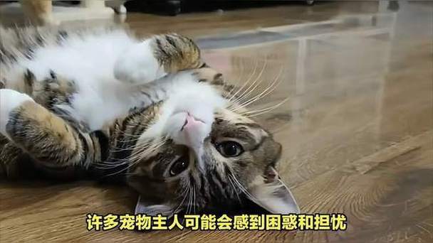 猫咪发情期多久,猫咪发情期多久结束啊-第1张图片 猫咪发情期多久,猫咪发情期多久结束啊-第1张图片