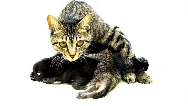 猫咪发情期多久,猫咪发情期多久结束啊-第3张图片 猫咪发情期多久,猫咪发情期多久结束啊-第3张图片