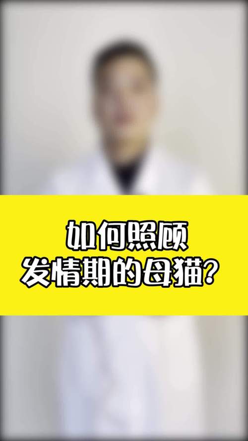 猫咪发情期多久,猫咪发情期多久结束啊-第7张图片 猫咪发情期多久,猫咪发情期多久结束啊-第7张图片