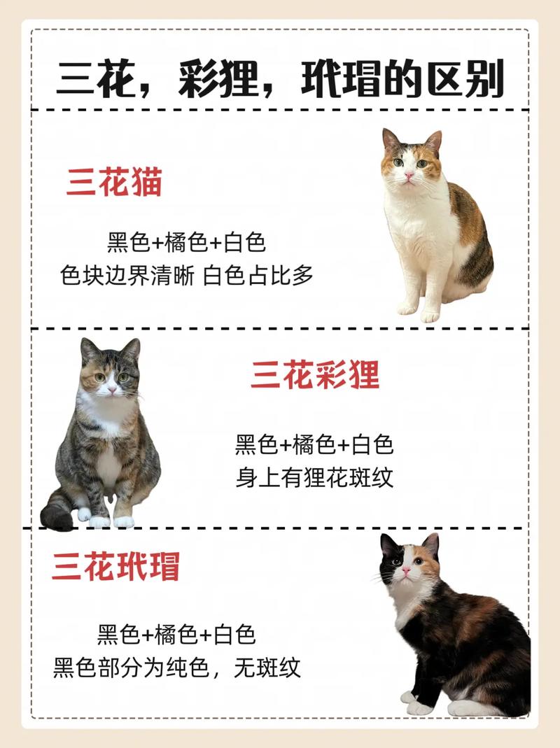 色猫咪,亭亭玉立国色天香综合症图片-第2张图片 色猫咪,亭亭玉立国色天香综合症图片-第2张图片