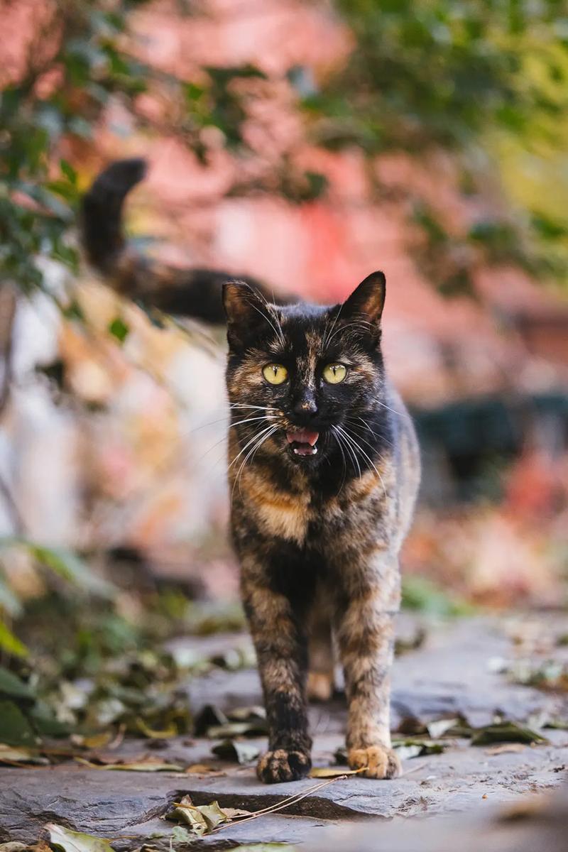 色猫咪,亭亭玉立国色天香综合症图片-第5张图片 色猫咪,亭亭玉立国色天香综合症图片-第5张图片