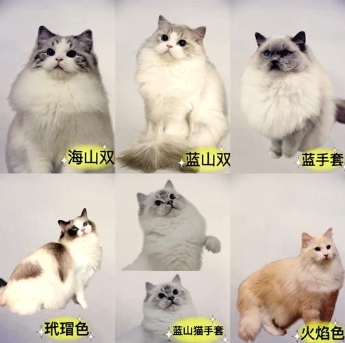 色猫咪,亭亭玉立国色天香综合症图片-第8张图片 色猫咪,亭亭玉立国色天香综合症图片-第8张图片