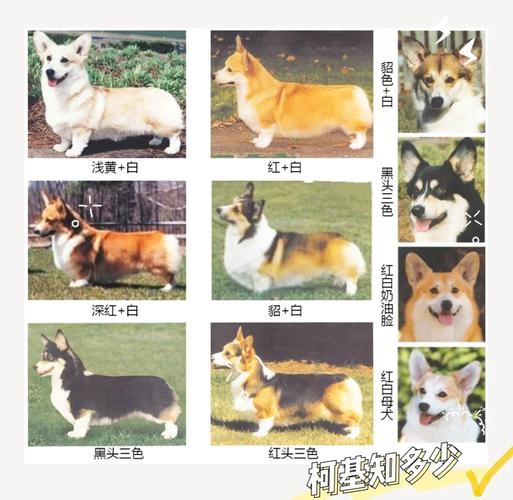 解析“柯基纯种怎么分辨”你不知道的事-第3张图片 解析“柯基纯种怎么分辨”你不知道的事-第3张图片