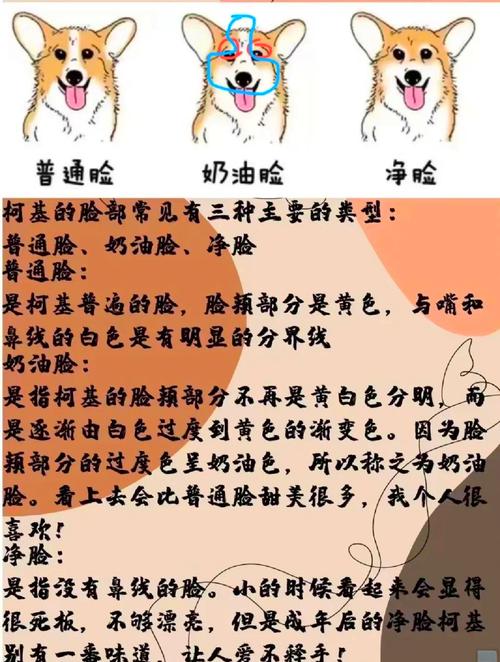解析“柯基纯种怎么分辨”你不知道的事-第5张图片 解析“柯基纯种怎么分辨”你不知道的事-第5张图片
