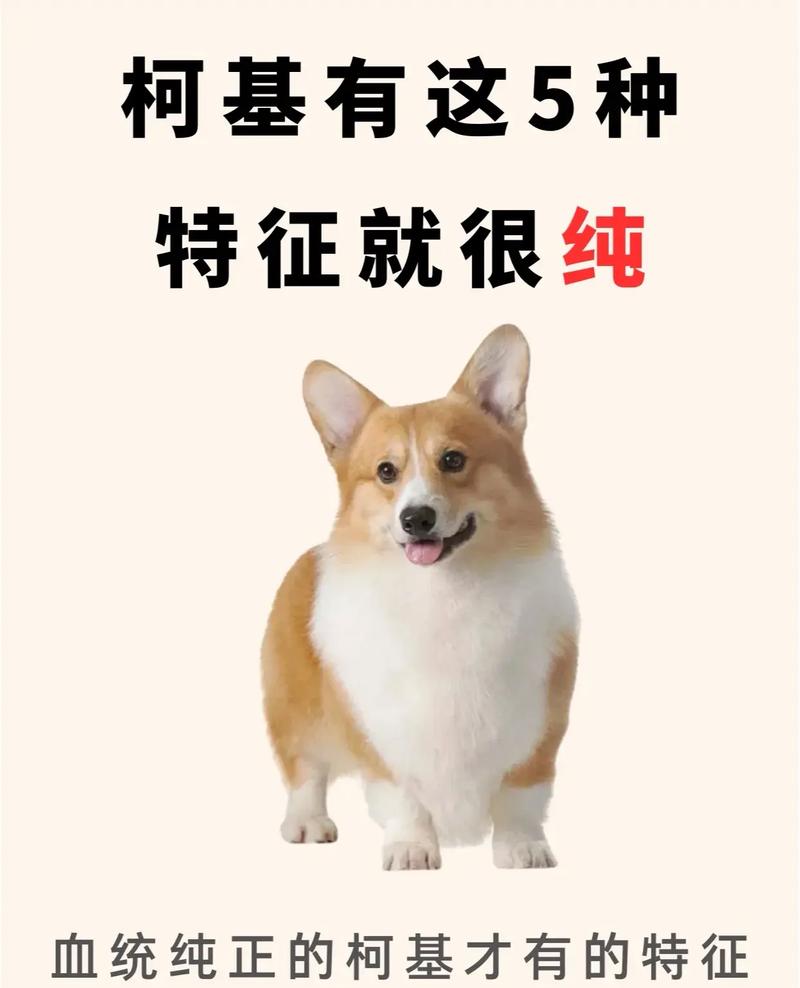 解析“柯基纯种怎么分辨”你不知道的事-第7张图片 解析“柯基纯种怎么分辨”你不知道的事-第7张图片
