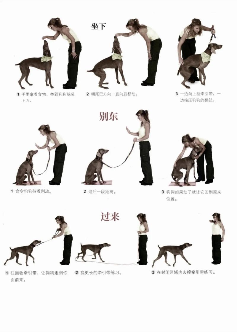 作为消费者“狗狗不听话怎么训练”你不能不知道