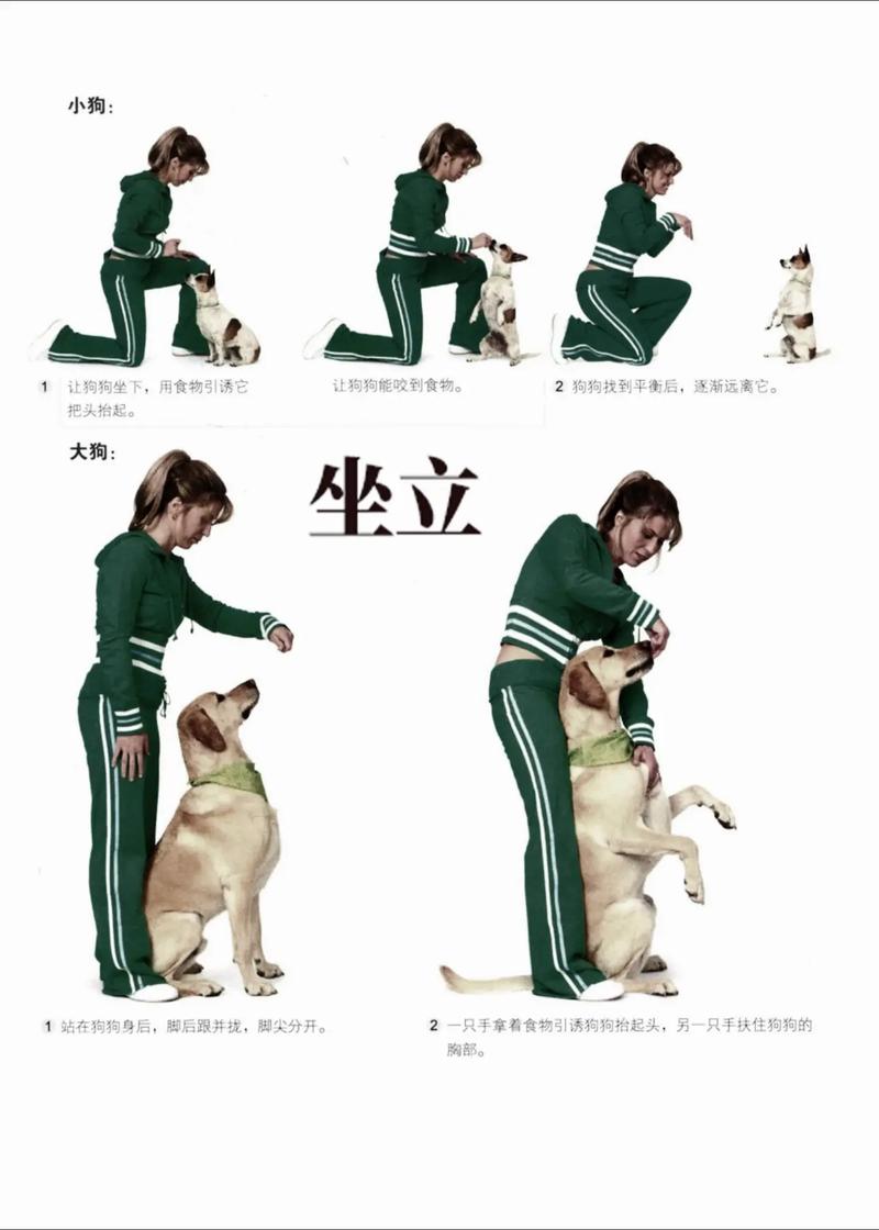 作为消费者“狗狗不听话怎么训练”你不能不知道-第3张图片 作为消费者“狗狗不听话怎么训练”你不能不知道-第3张图片