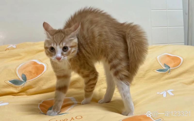 猫咪弓背是什么意思-猫咪弓背是干嘛-第5张图片 猫咪弓背是什么意思-猫咪弓背是干嘛-第5张图片