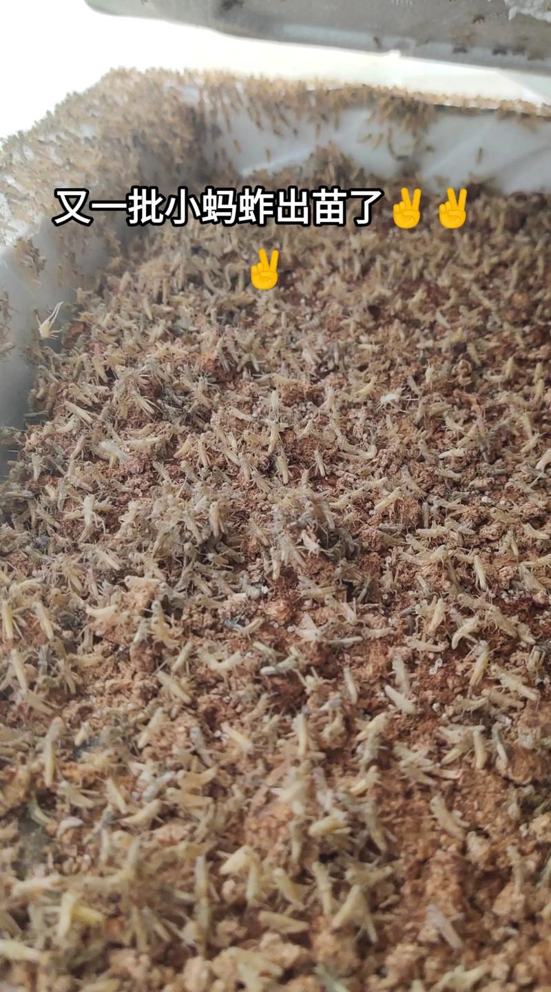 刚出生的蚂蚱吃什么食物-刚出生的蚂蚱吃什么食物呢-第4张图片 刚出生的蚂蚱吃什么食物-刚出生的蚂蚱吃什么食物呢-第4张图片