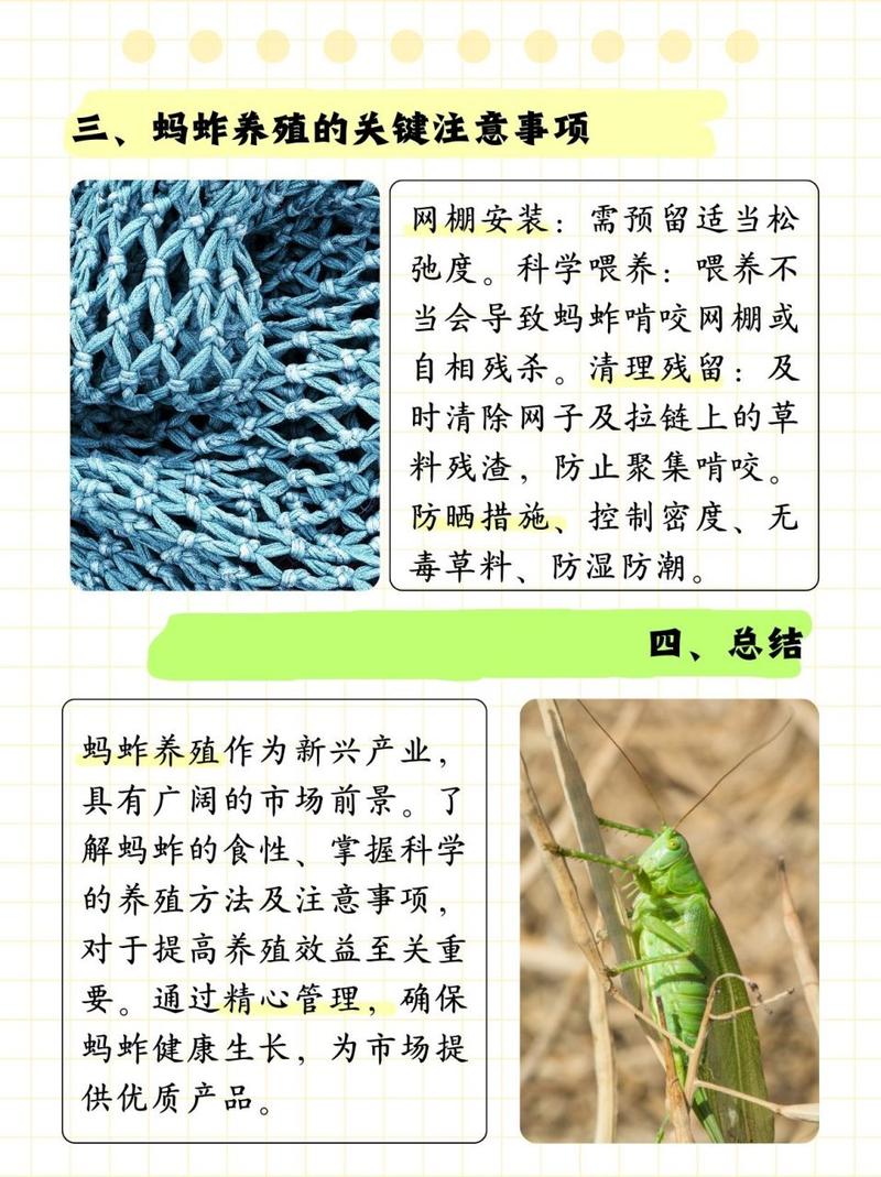 刚出生的蚂蚱吃什么食物-刚出生的蚂蚱吃什么食物呢-第6张图片 刚出生的蚂蚱吃什么食物-刚出生的蚂蚱吃什么食物呢-第6张图片