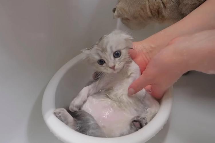 作为消费者“小猫可以洗澡吗”你不能不知道-第1张图片 作为消费者“小猫可以洗澡吗”你不能不知道-第1张图片