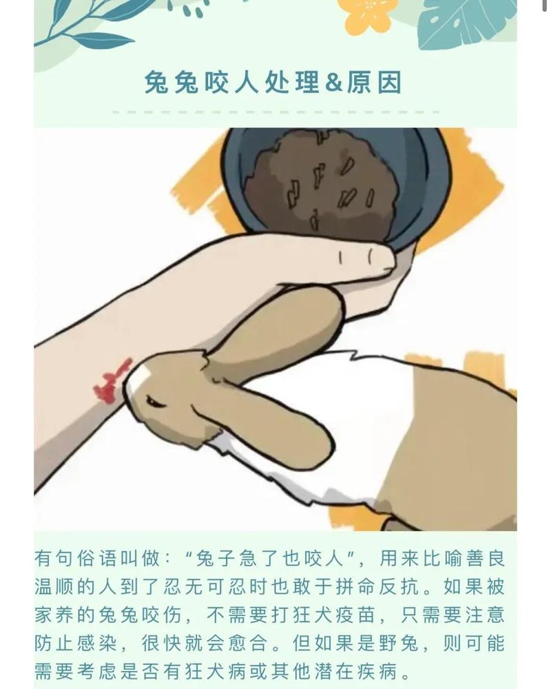 安哥拉兔脾气超大-安哥拉兔很凶-第3张图片 安哥拉兔脾气超大-安哥拉兔很凶-第3张图片