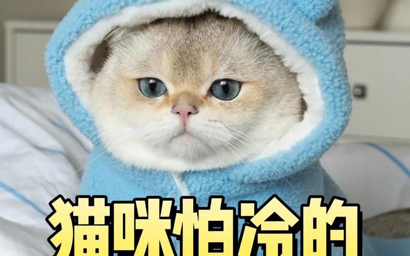 小猫怕冷吗-小猫怕冷吗怎么降温最简单的方法-第2张图片 小猫怕冷吗-小猫怕冷吗怎么降温最简单的方法-第2张图片