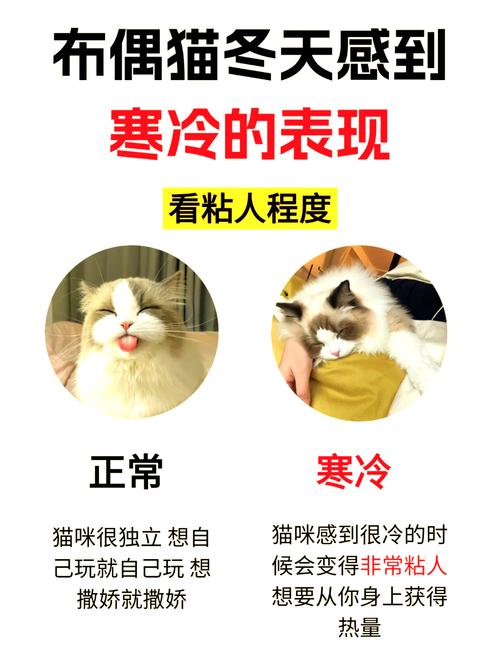 小猫怕冷吗-小猫怕冷吗怎么降温最简单的方法-第3张图片 小猫怕冷吗-小猫怕冷吗怎么降温最简单的方法-第3张图片
