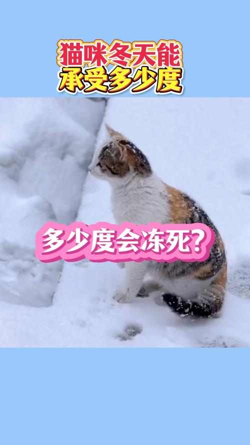 小猫怕冷吗-小猫怕冷吗怎么降温最简单的方法-第4张图片 小猫怕冷吗-小猫怕冷吗怎么降温最简单的方法-第4张图片