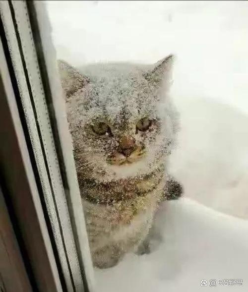 小猫怕冷吗-小猫怕冷吗怎么降温最简单的方法-第6张图片 小猫怕冷吗-小猫怕冷吗怎么降温最简单的方法-第6张图片