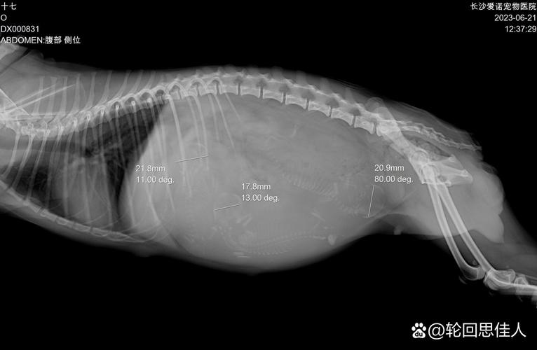 狗狗怀孕多久下奶/狗狗怀孕多长时间下奶-第1张图片 狗狗怀孕多久下奶/狗狗怀孕多长时间下奶-第1张图片