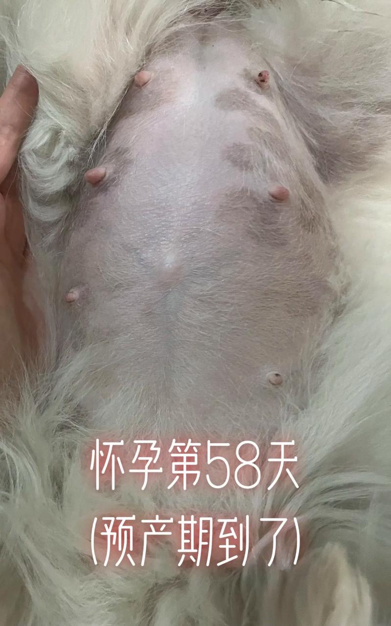 狗狗怀孕多久下奶/狗狗怀孕多长时间下奶-第4张图片 狗狗怀孕多久下奶/狗狗怀孕多长时间下奶-第4张图片