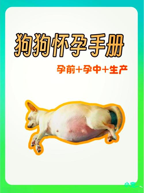 狗狗怀孕多久下奶/狗狗怀孕多长时间下奶-第7张图片 狗狗怀孕多久下奶/狗狗怀孕多长时间下奶-第7张图片