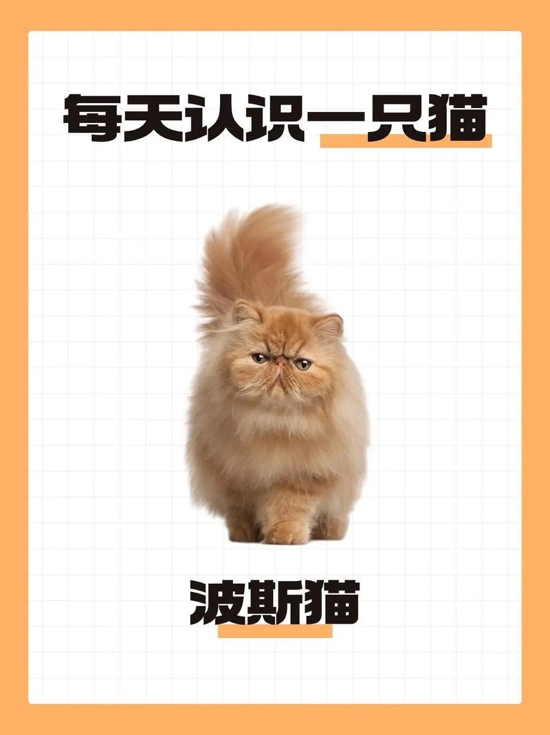 猫贩子-猫贩子一般判几年-第2张图片 猫贩子-猫贩子一般判几年-第2张图片
