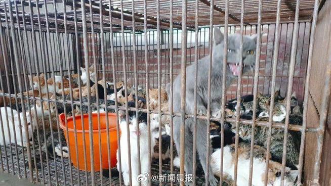 猫贩子-猫贩子一般判几年-第3张图片 猫贩子-猫贩子一般判几年-第3张图片