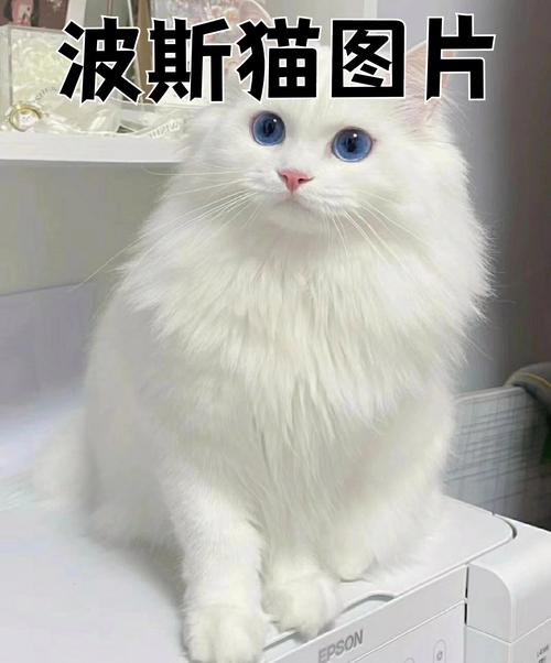 猫贩子-猫贩子一般判几年-第4张图片 猫贩子-猫贩子一般判几年-第4张图片