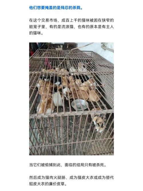 猫贩子-猫贩子一般判几年-第6张图片 猫贩子-猫贩子一般判几年-第6张图片