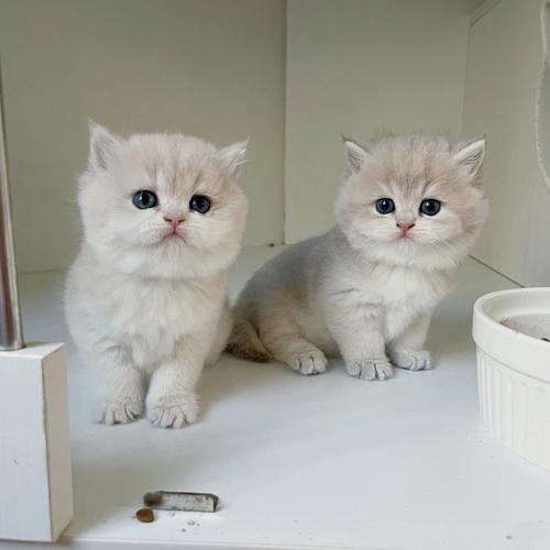 猫贩子-猫贩子一般判几年-第8张图片 猫贩子-猫贩子一般判几年-第8张图片