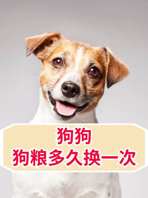 狗粮多久换一次比较好-狗粮多久吃完比较好-第8张图片 狗粮多久换一次比较好-狗粮多久吃完比较好-第8张图片