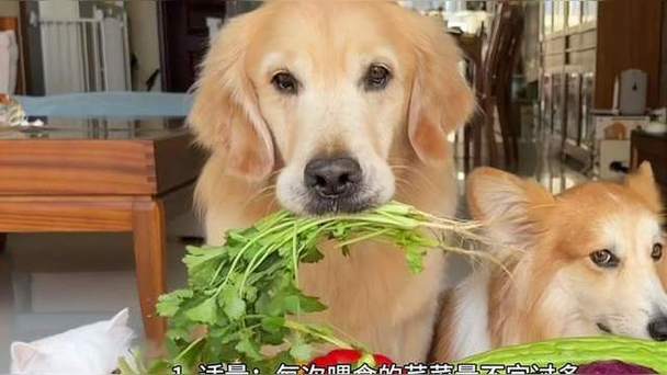 作为消费者“狗能不能吃芹菜”你不能不知道-第2张图片 作为消费者“狗能不能吃芹菜”你不能不知道-第2张图片