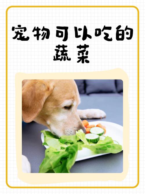 作为消费者“狗能不能吃芹菜”你不能不知道-第5张图片 作为消费者“狗能不能吃芹菜”你不能不知道-第5张图片