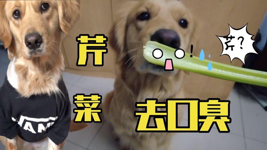 作为消费者“狗能不能吃芹菜”你不能不知道-第7张图片 作为消费者“狗能不能吃芹菜”你不能不知道-第7张图片