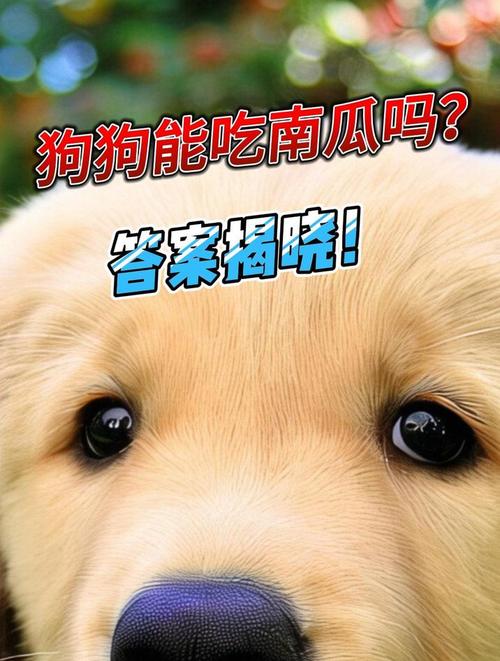 狗狗可以吃南瓜吗,狗狗可以吃南瓜吗怎么吃-第5张图片 狗狗可以吃南瓜吗,狗狗可以吃南瓜吗怎么吃-第5张图片