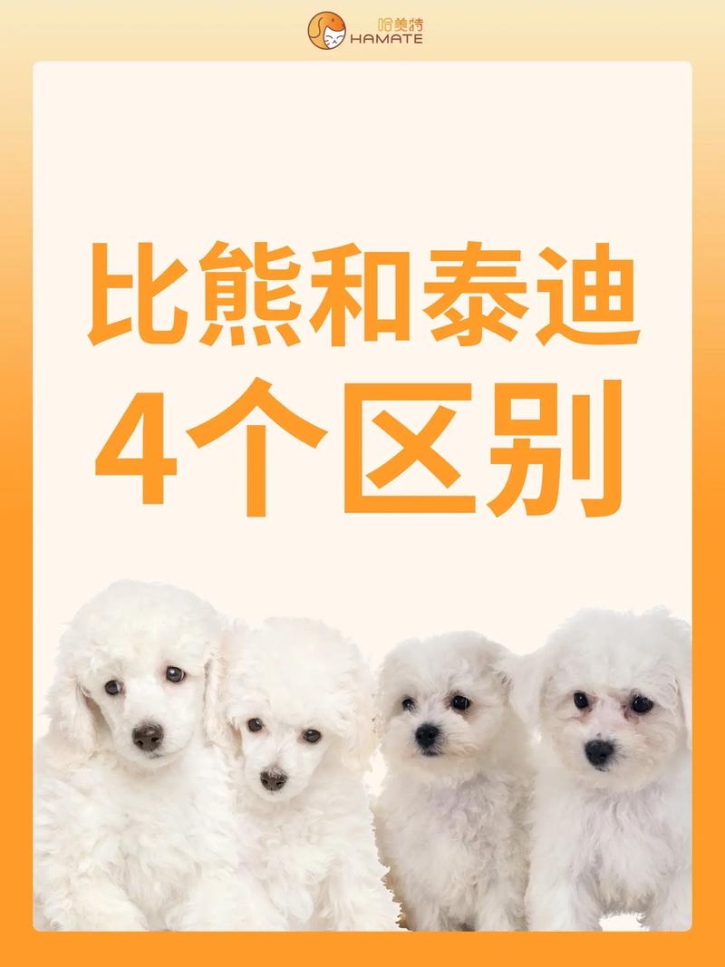 贵宾犬和泰迪的区别是什么-贵宾犬和泰迪是什么关系-第1张图片 贵宾犬和泰迪的区别是什么-贵宾犬和泰迪是什么关系-第1张图片