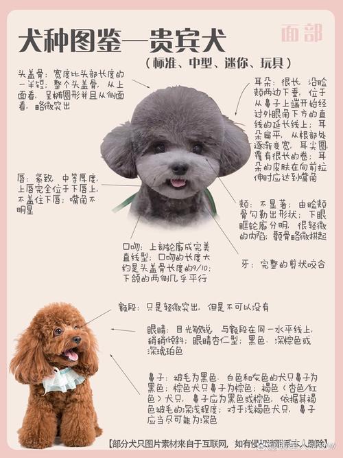 贵宾犬和泰迪的区别是什么-贵宾犬和泰迪是什么关系-第3张图片 贵宾犬和泰迪的区别是什么-贵宾犬和泰迪是什么关系-第3张图片