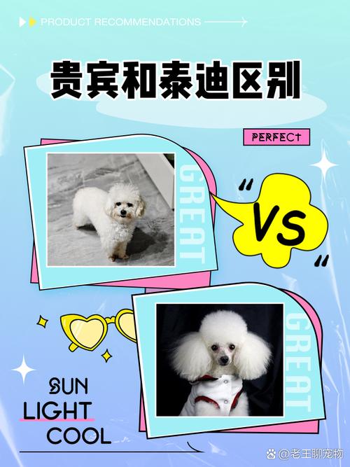 贵宾犬和泰迪的区别是什么-贵宾犬和泰迪是什么关系-第5张图片 贵宾犬和泰迪的区别是什么-贵宾犬和泰迪是什么关系-第5张图片