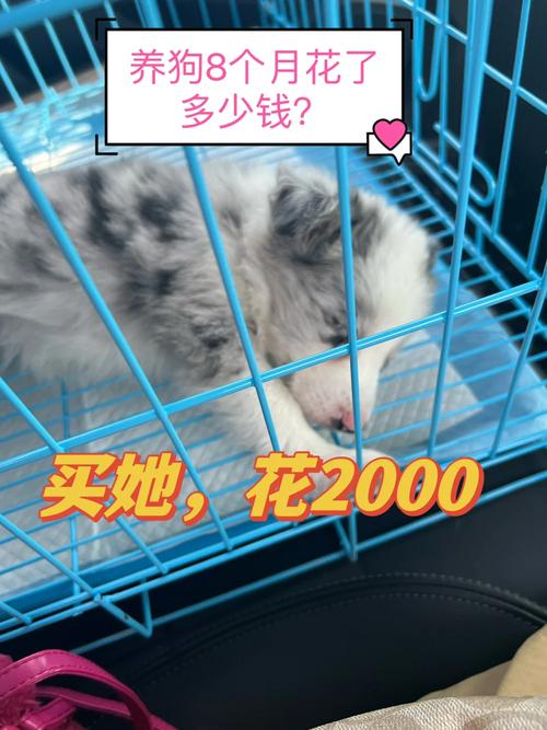 作为消费者“边境牧羊犬一个月花费多少钱”你不能不知道-第2张图片 作为消费者“边境牧羊犬一个月花费多少钱”你不能不知道-第2张图片