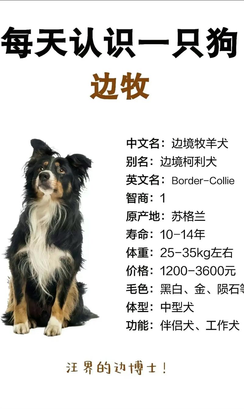 作为消费者“边境牧羊犬幼犬多少钱”你不能不知道